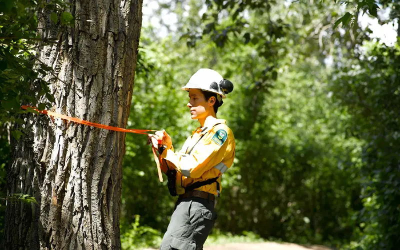 Forest Industry Careers