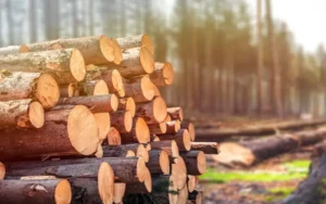Forest Products and Markets