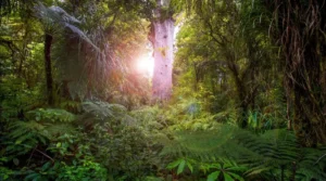 History of Forestry in New Zealand