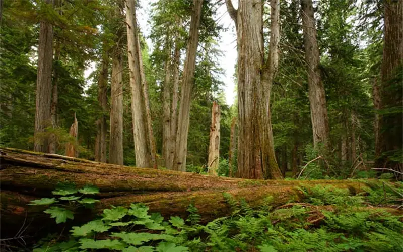 Indigenous Forestry